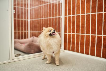 Dog Kennel Flooring Thumbnail